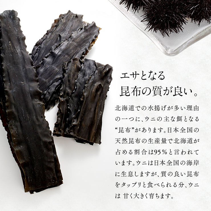 北海道 小樽産 生うに 無添加 生キタムラサキウニ 100g