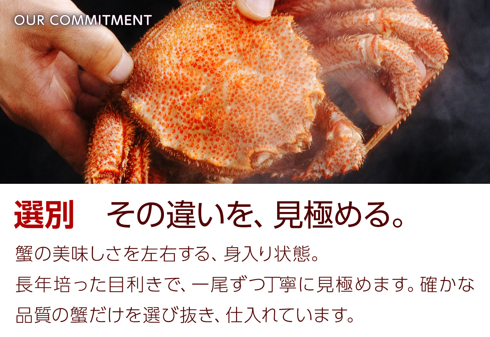 選別。その違いを見極める。カニの美味しさを左右する身入り。目利きが一尾ずつ丁寧に見極め。確かな品質のカニだけを選び抜いています。